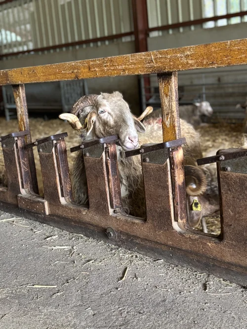 la photo d'une brebis.