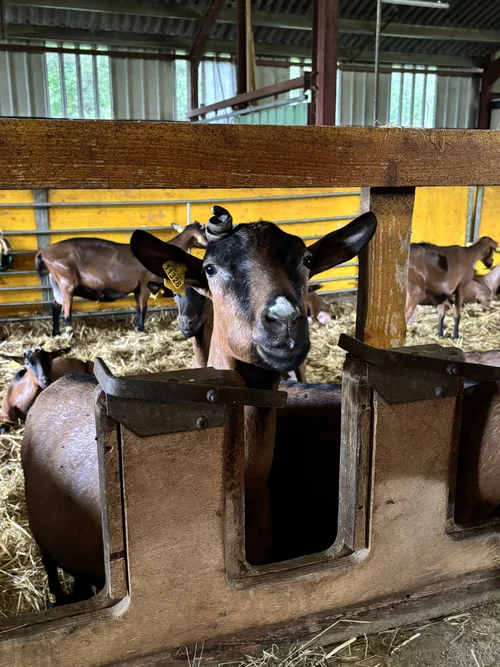 la photo d'une chèvre.